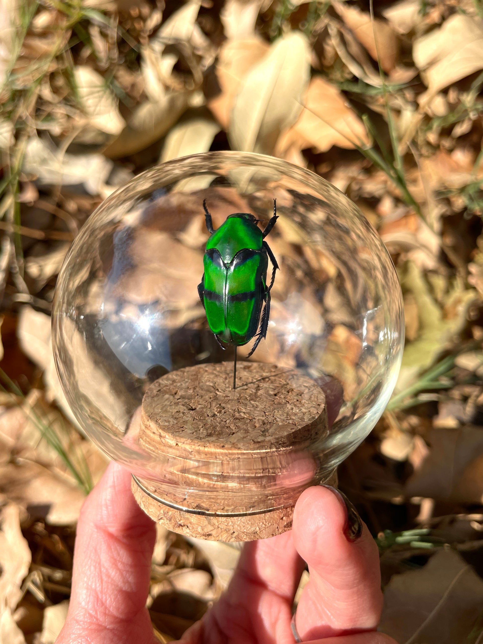 two banded jewel beetle dome