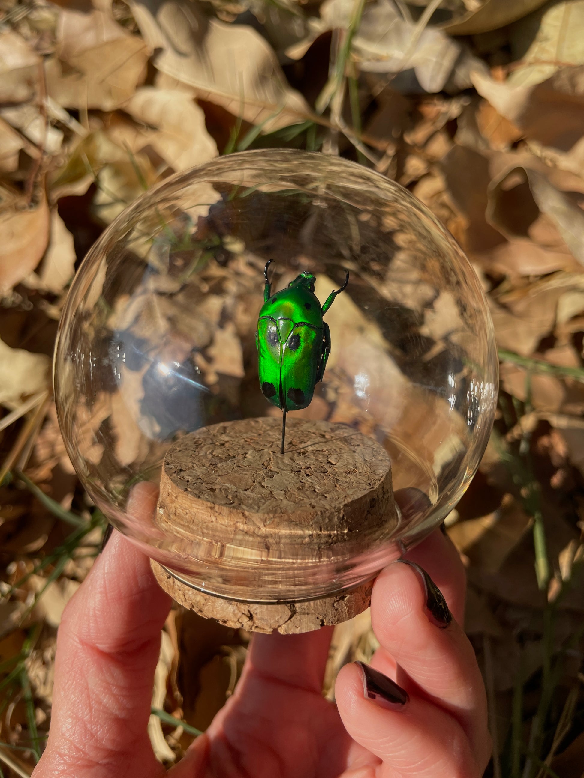 scarab beetle dome