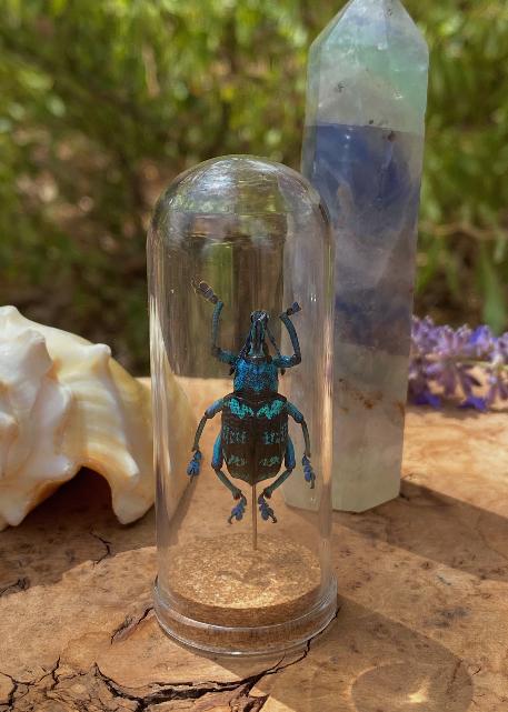 BUG DOMES & WING JARS