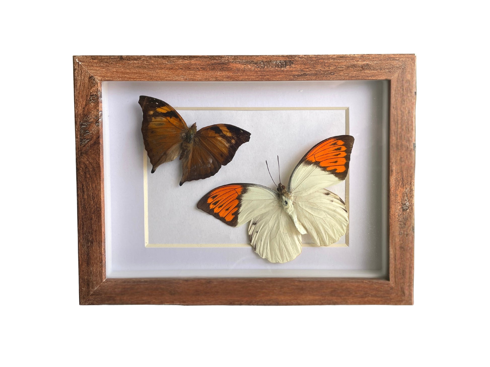 leafwing & great orange tip butterfly shadow box