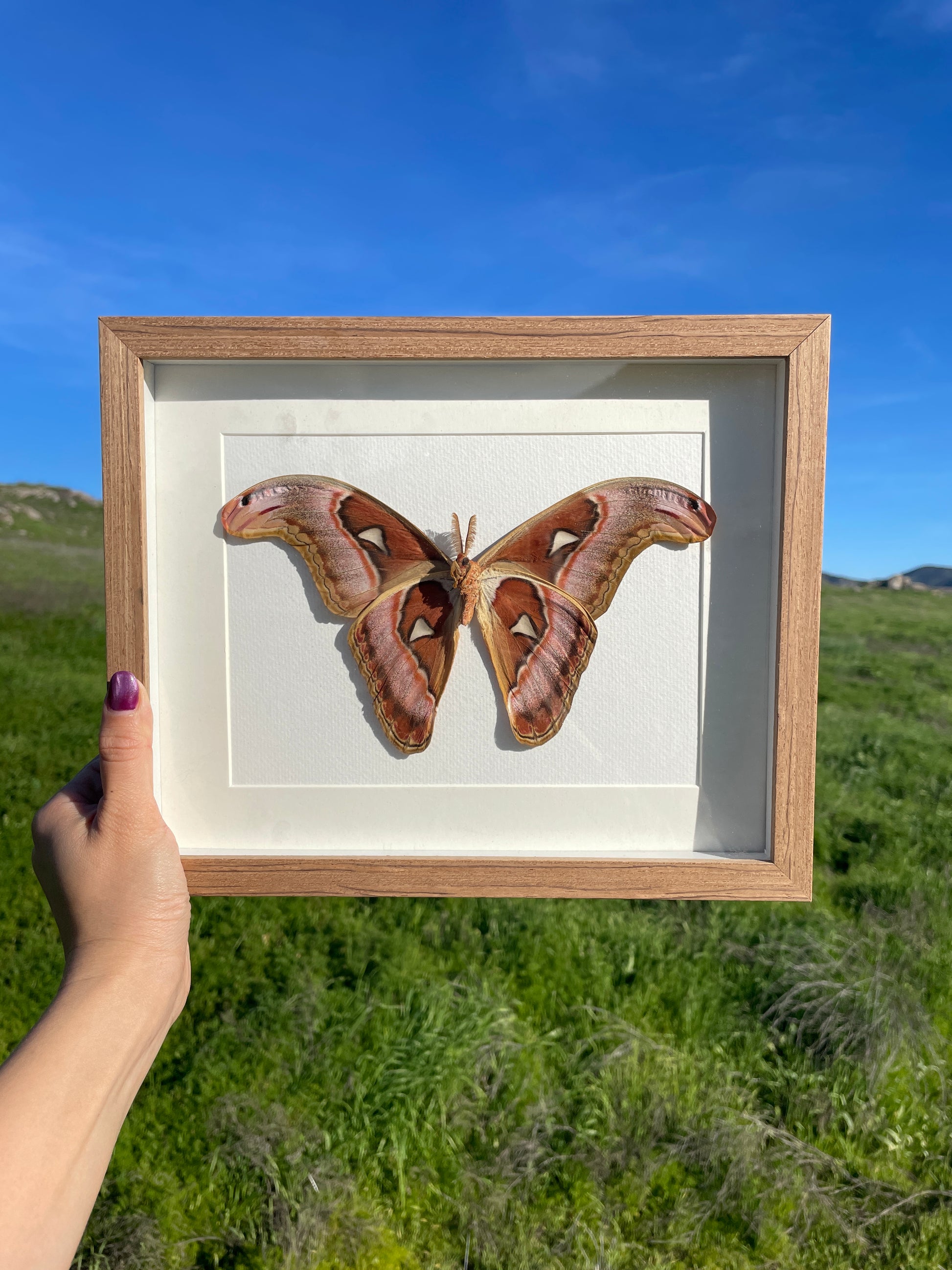 atlas moth shadow box