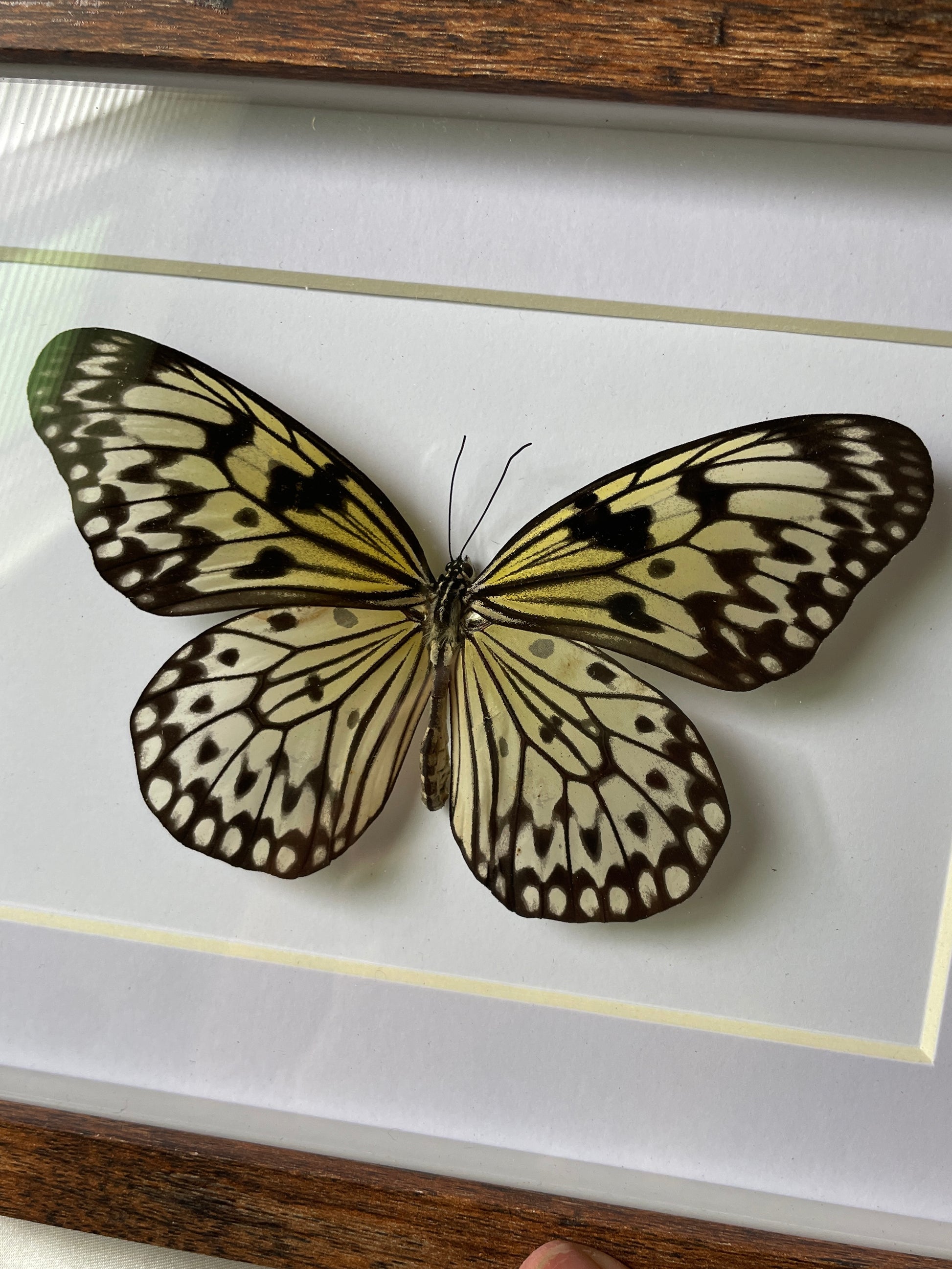 paper kite butterfly shadow box