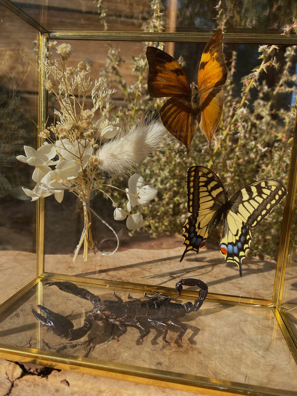glass box display: autumn leaf butterfly, eastern tiger swallowtail, scorpion