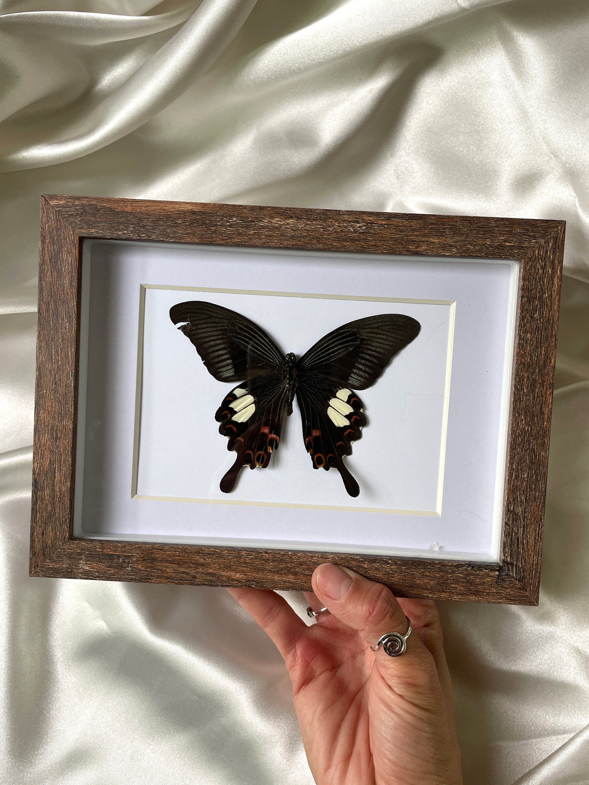 red helen shadow box