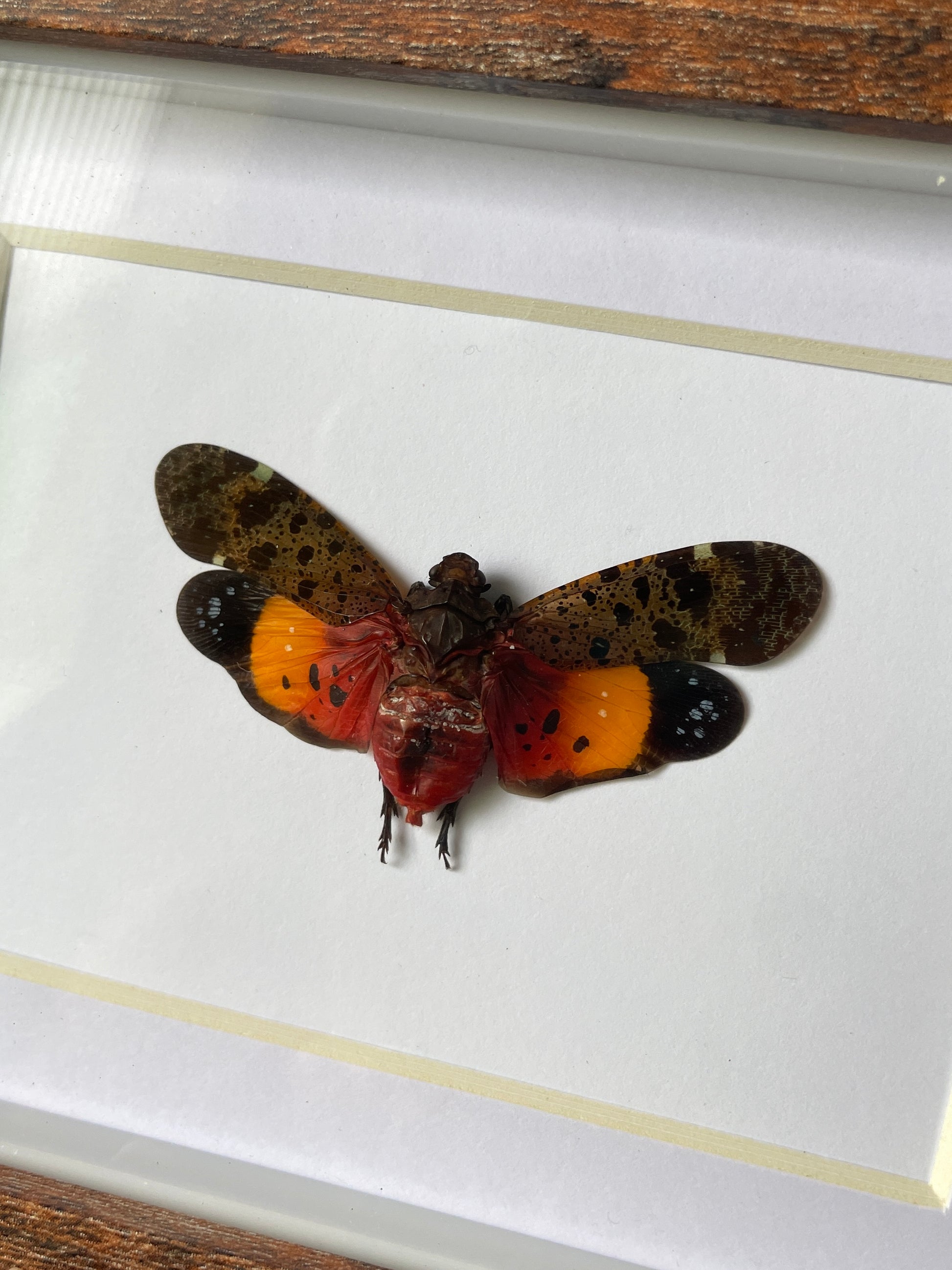 orange lanternfly shadow box frame