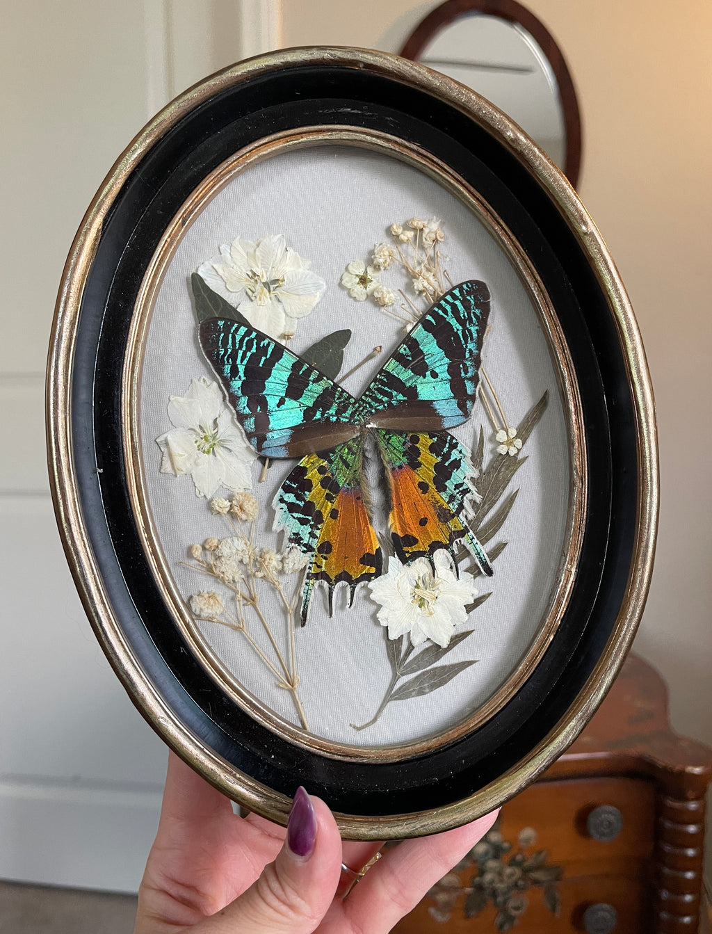 madagascar sunset moth vintage frame
