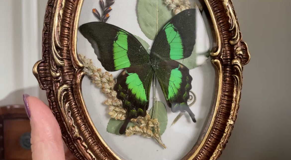 emerald swallowtail vintage frame