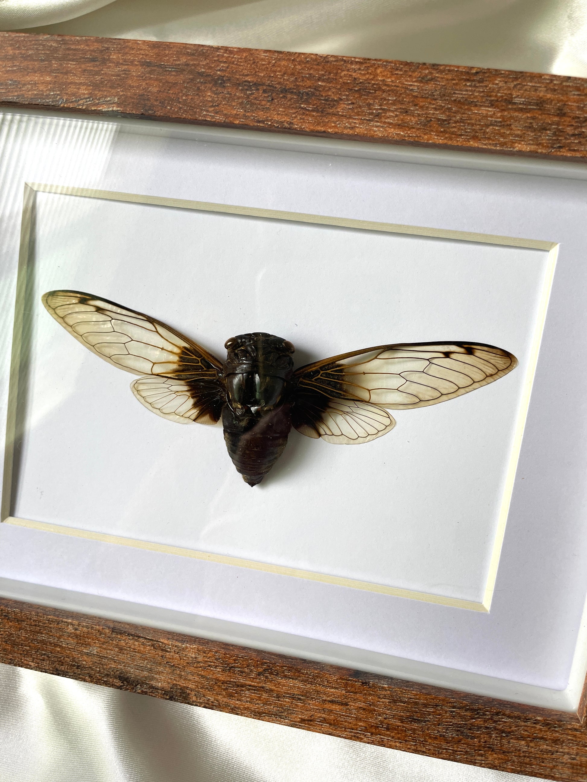 cicada shadow box