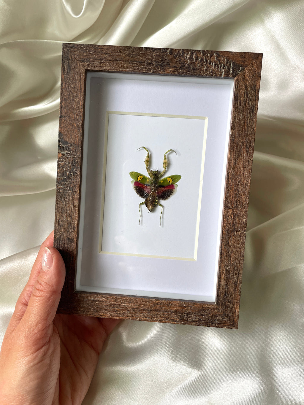 jeweled flower mantis shadow box frame