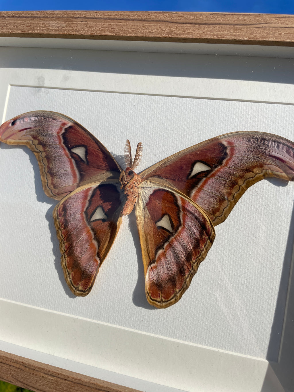 atlas moth shadow box