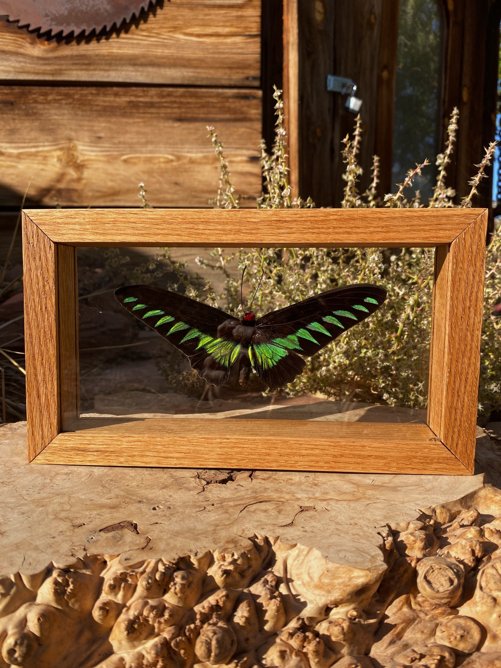 raja brooke's birdwing in red oak double glass frame