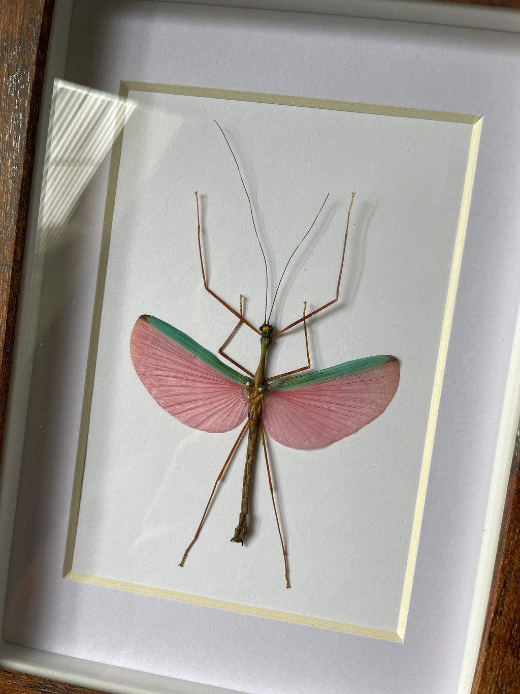 pink winged stick insect shadow box frame
