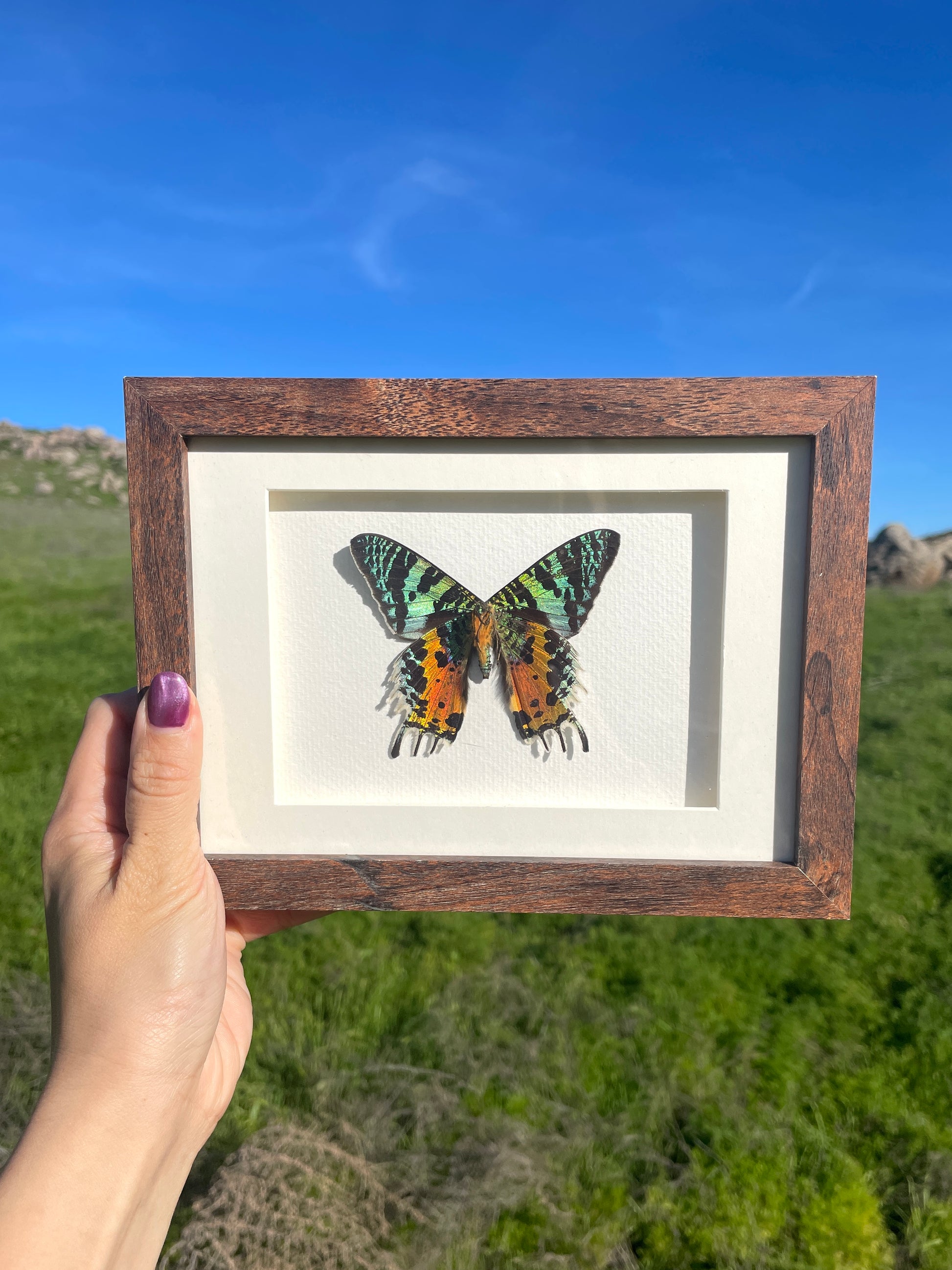 madagascan sunset moth shadow box