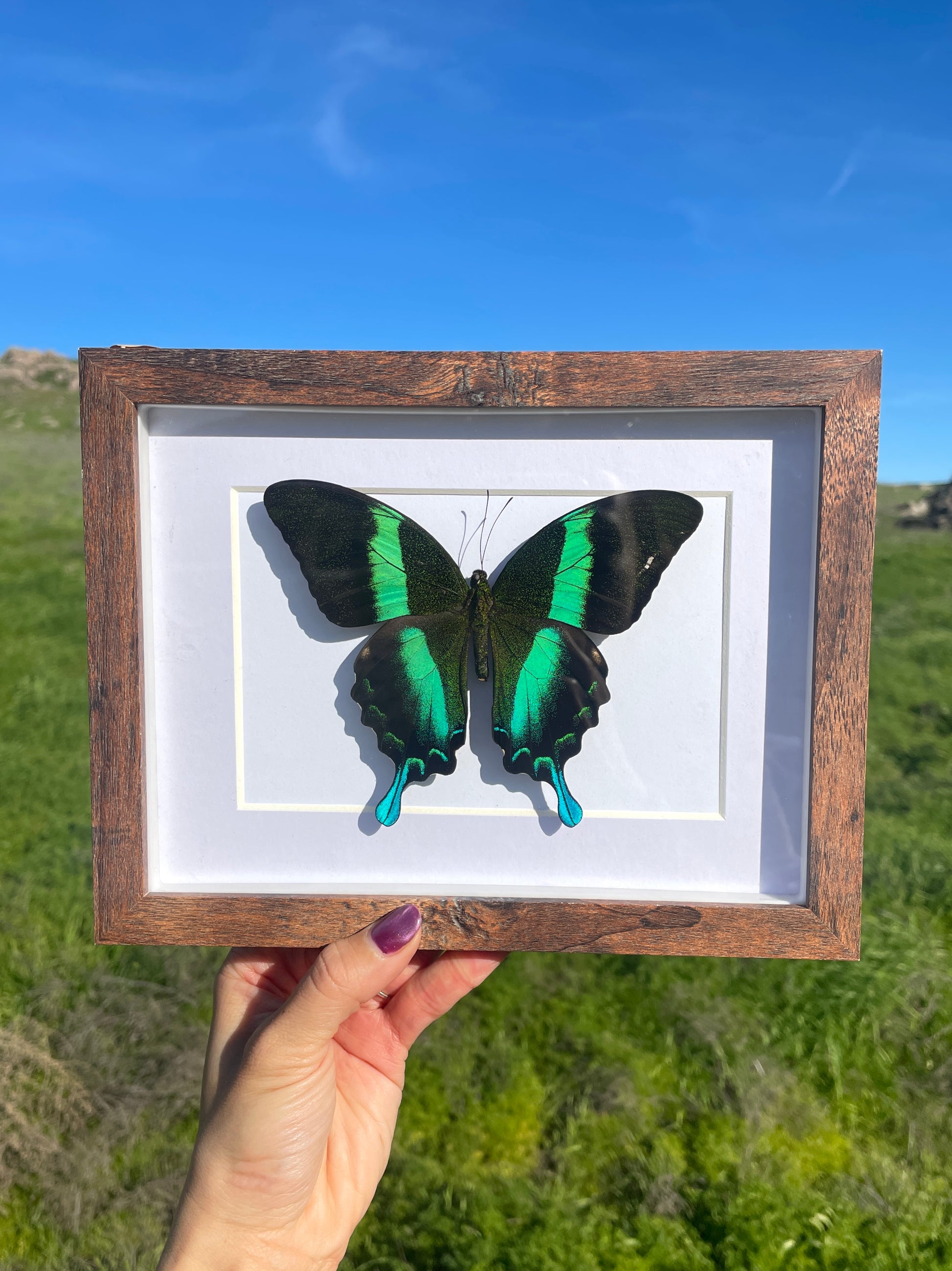 emerald swallowtail shadow box