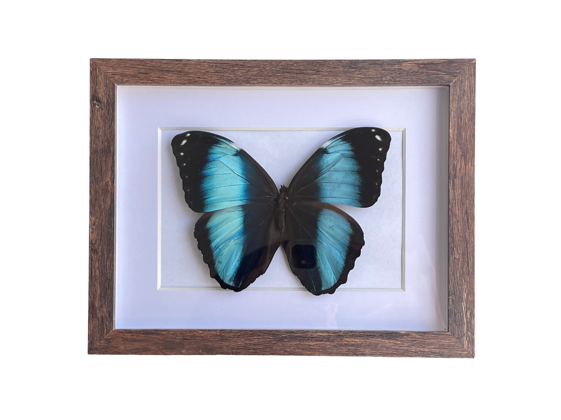 blue morpho shadow box frame