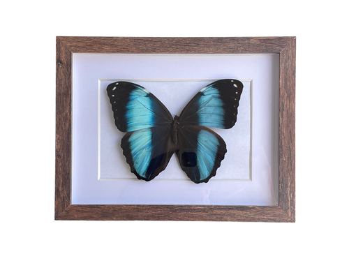 blue morpho shadow box frame