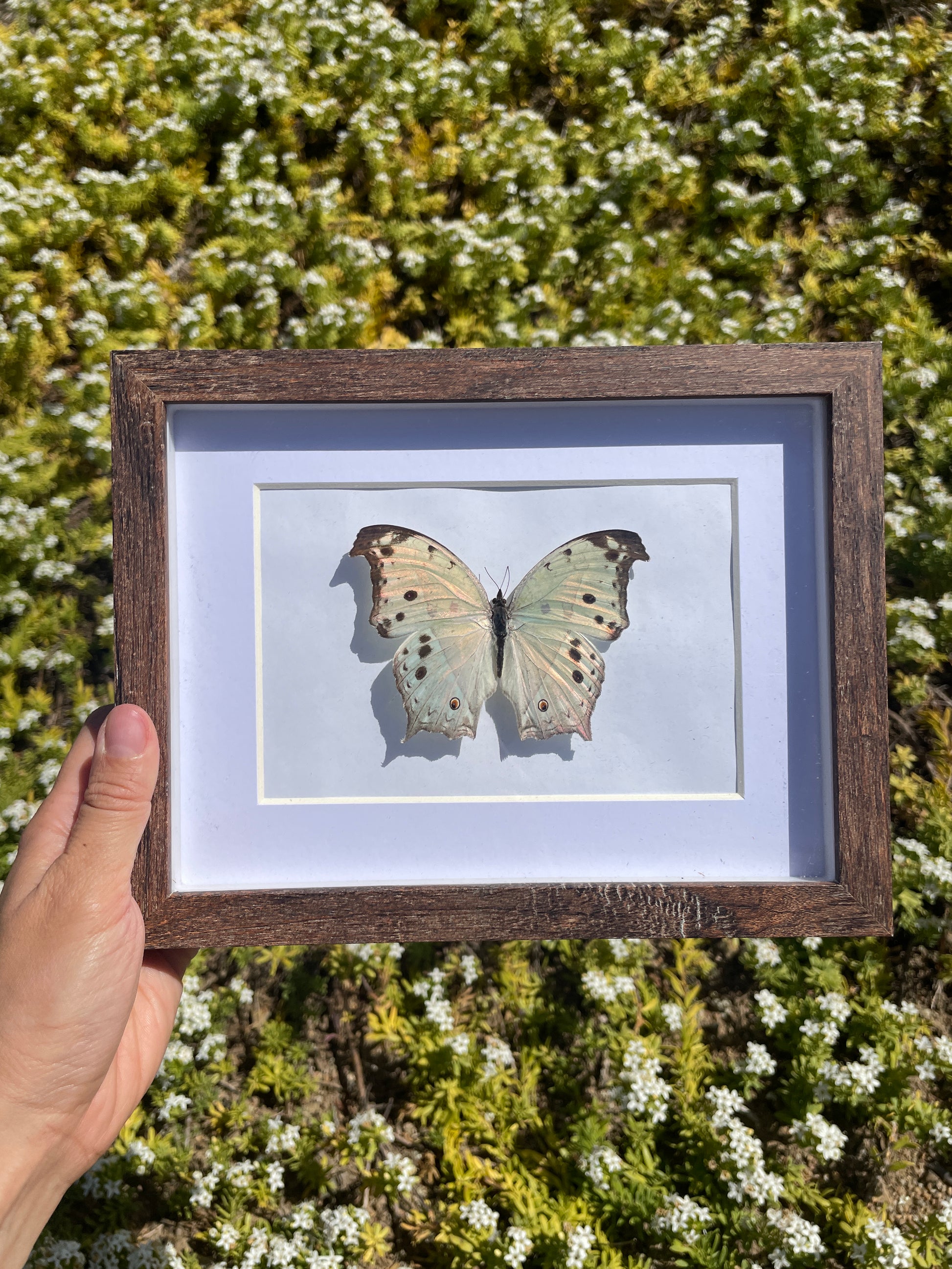 forest mother of pearl shadow box