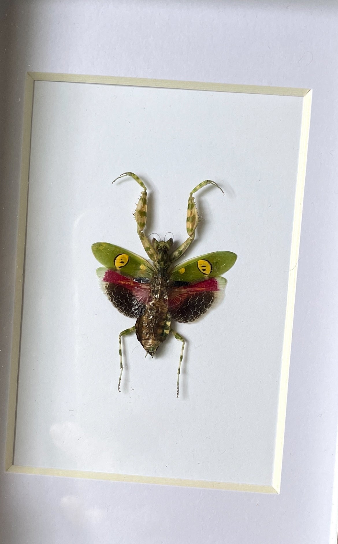 jeweled flower mantis shadow box frame