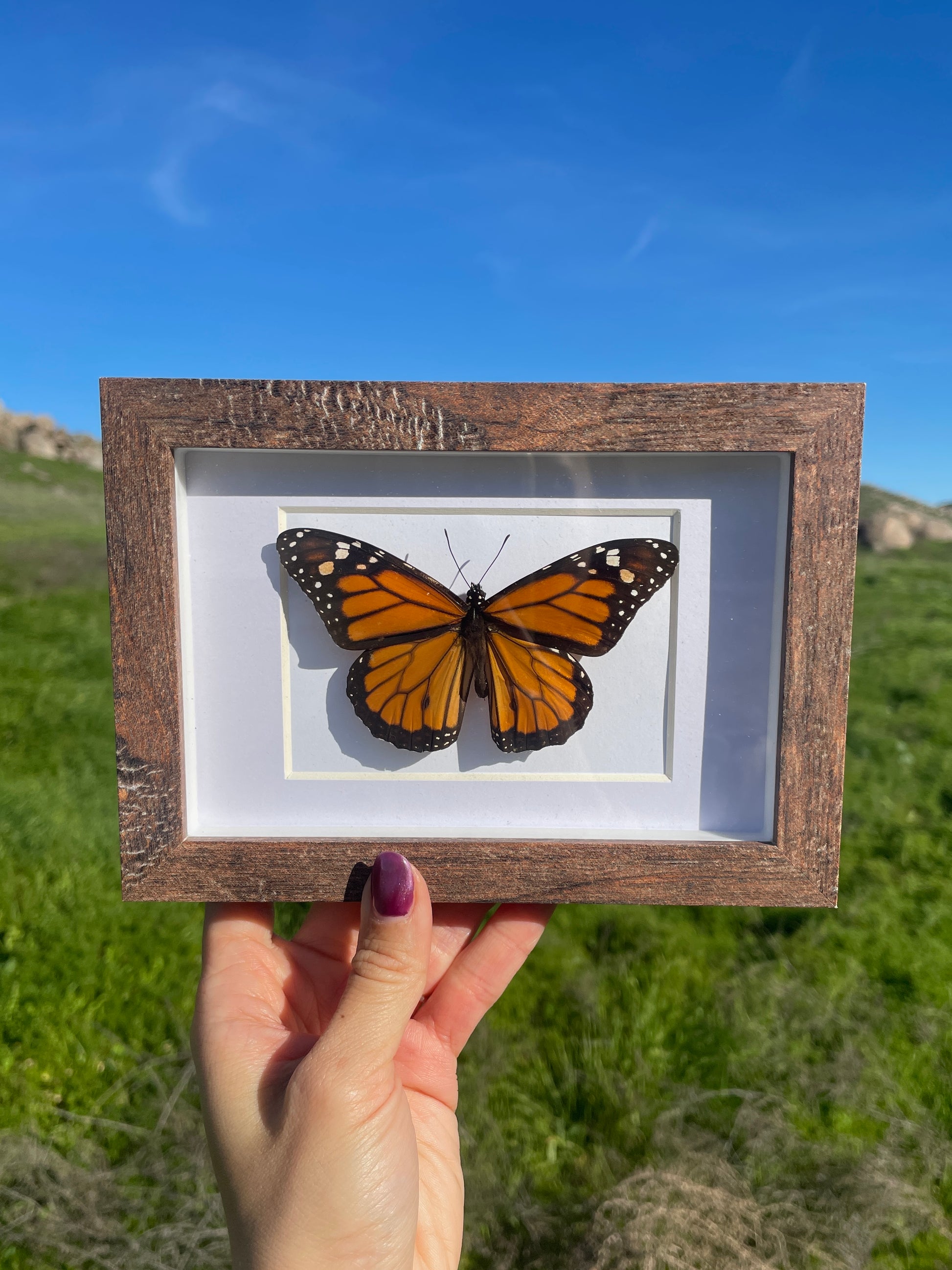 monarch shadow box