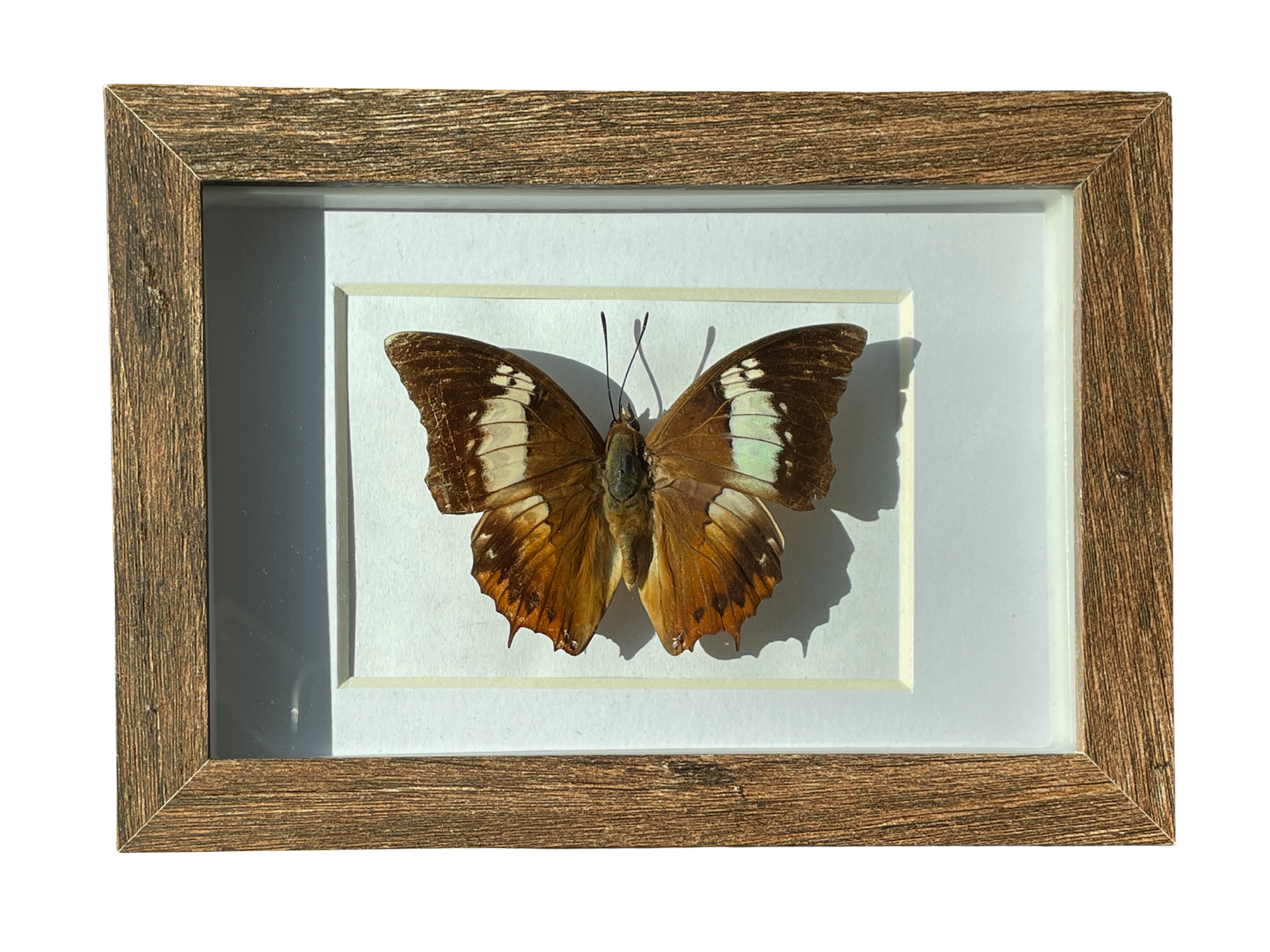 tawny rajah butterfly shadow box frame