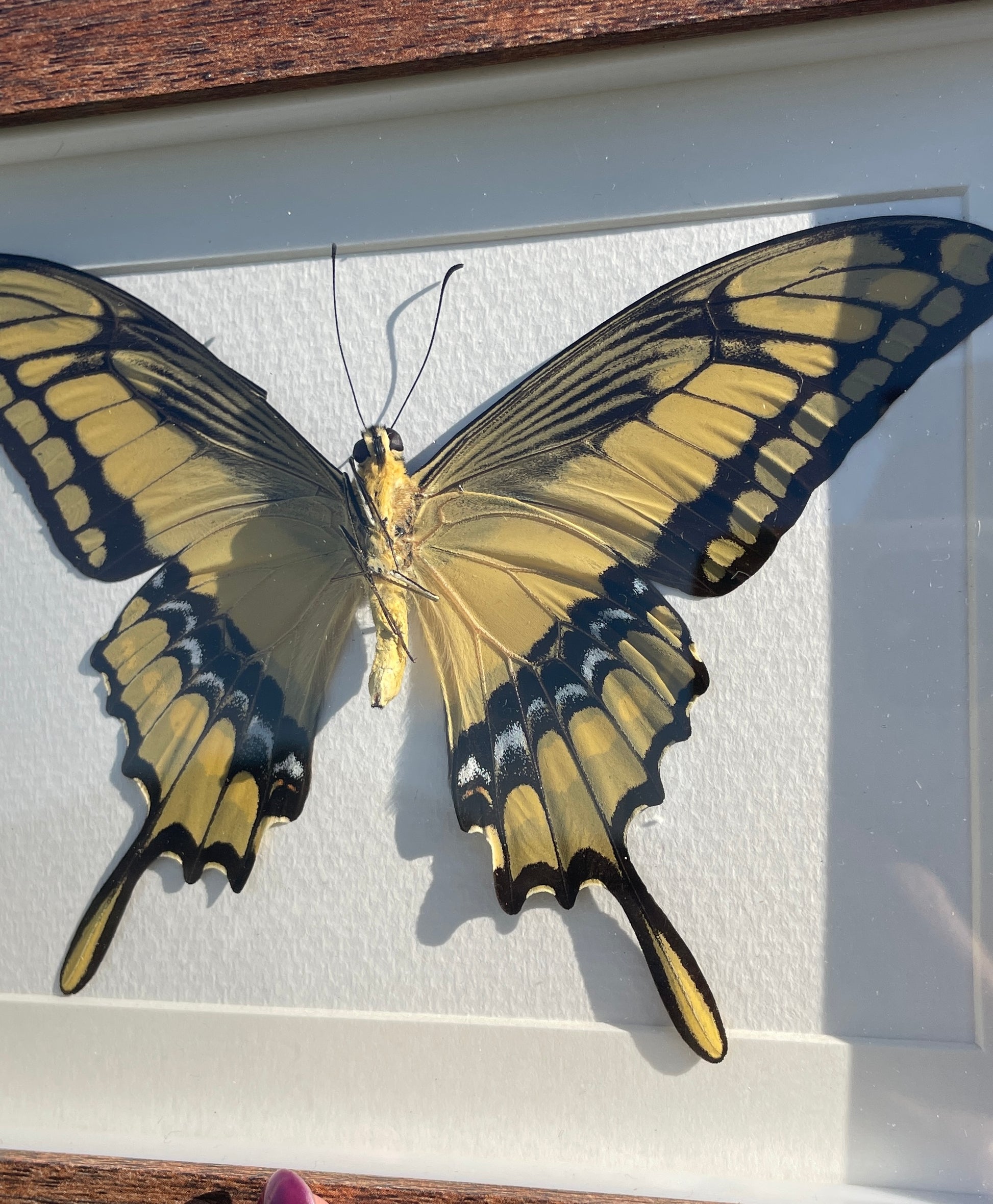 king swallowtail shadow box