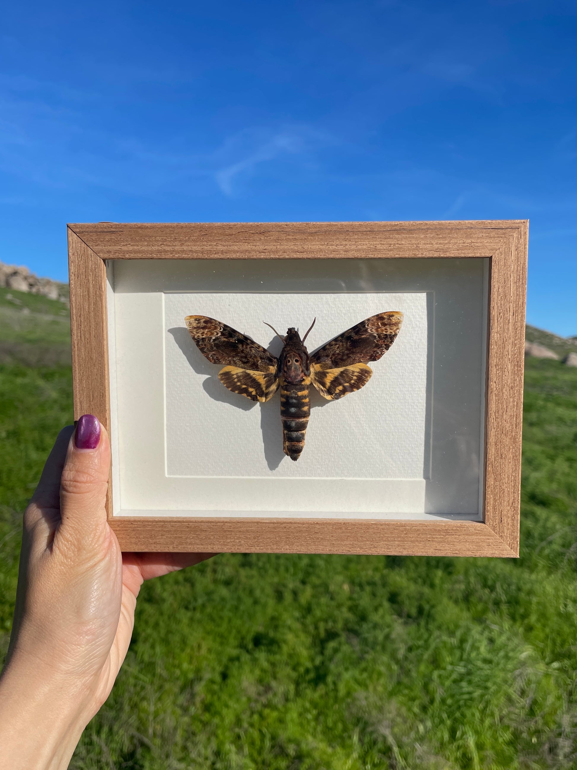 deaths head moth shadow box