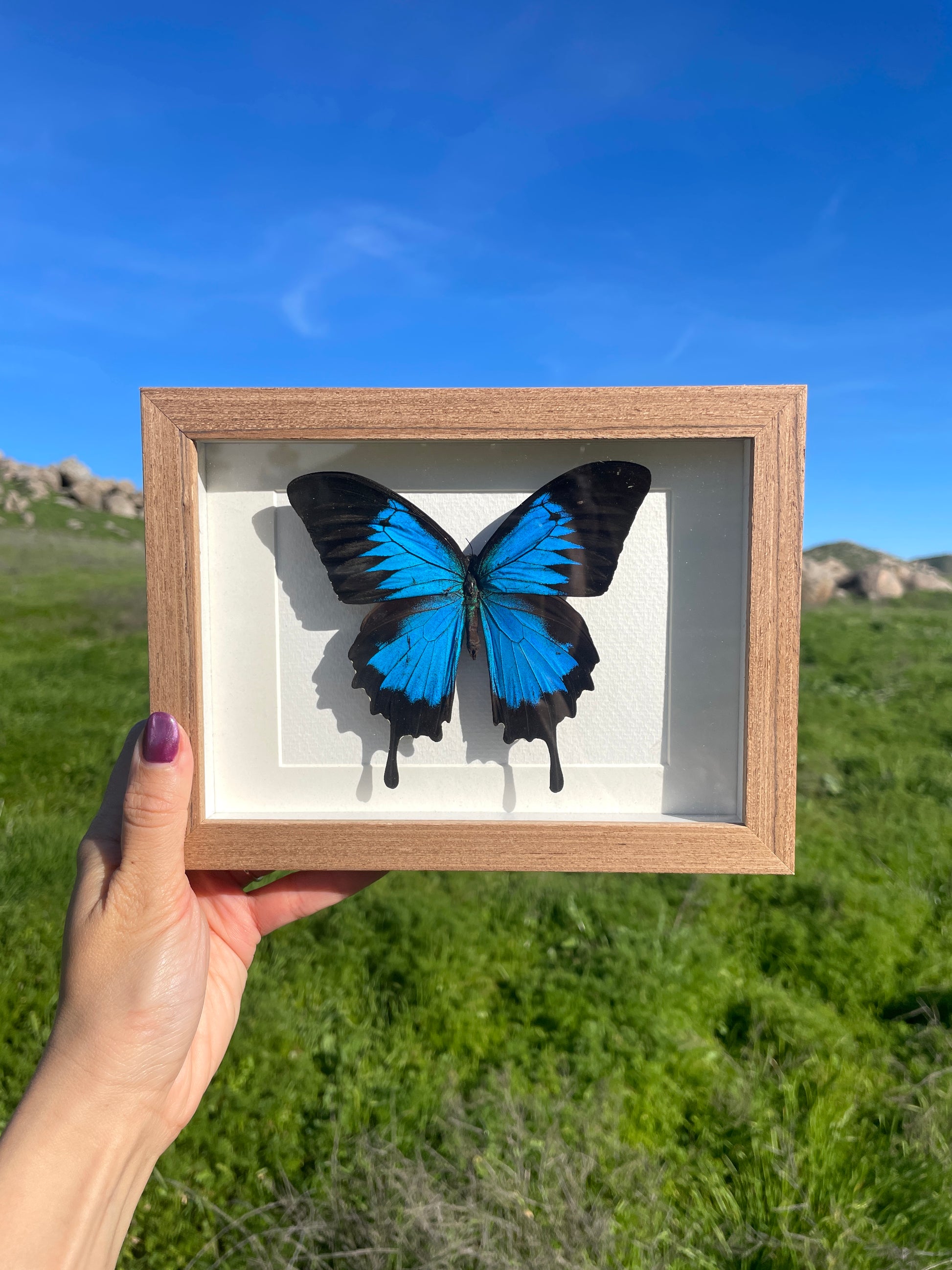 ulysses swallowtail shadow box