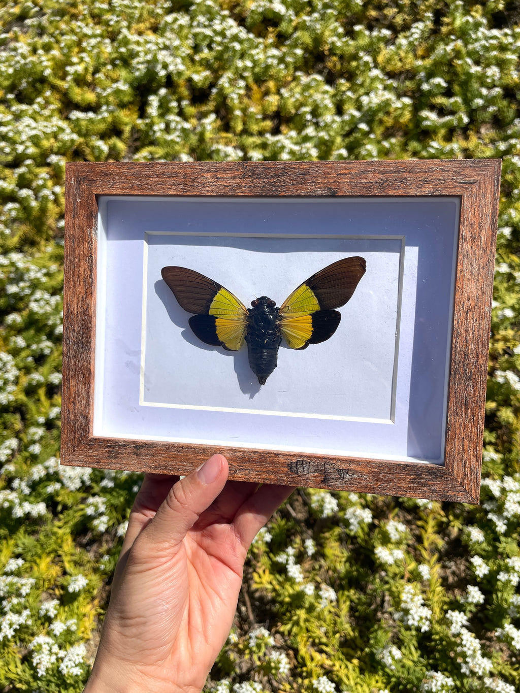 green cicada shadow box