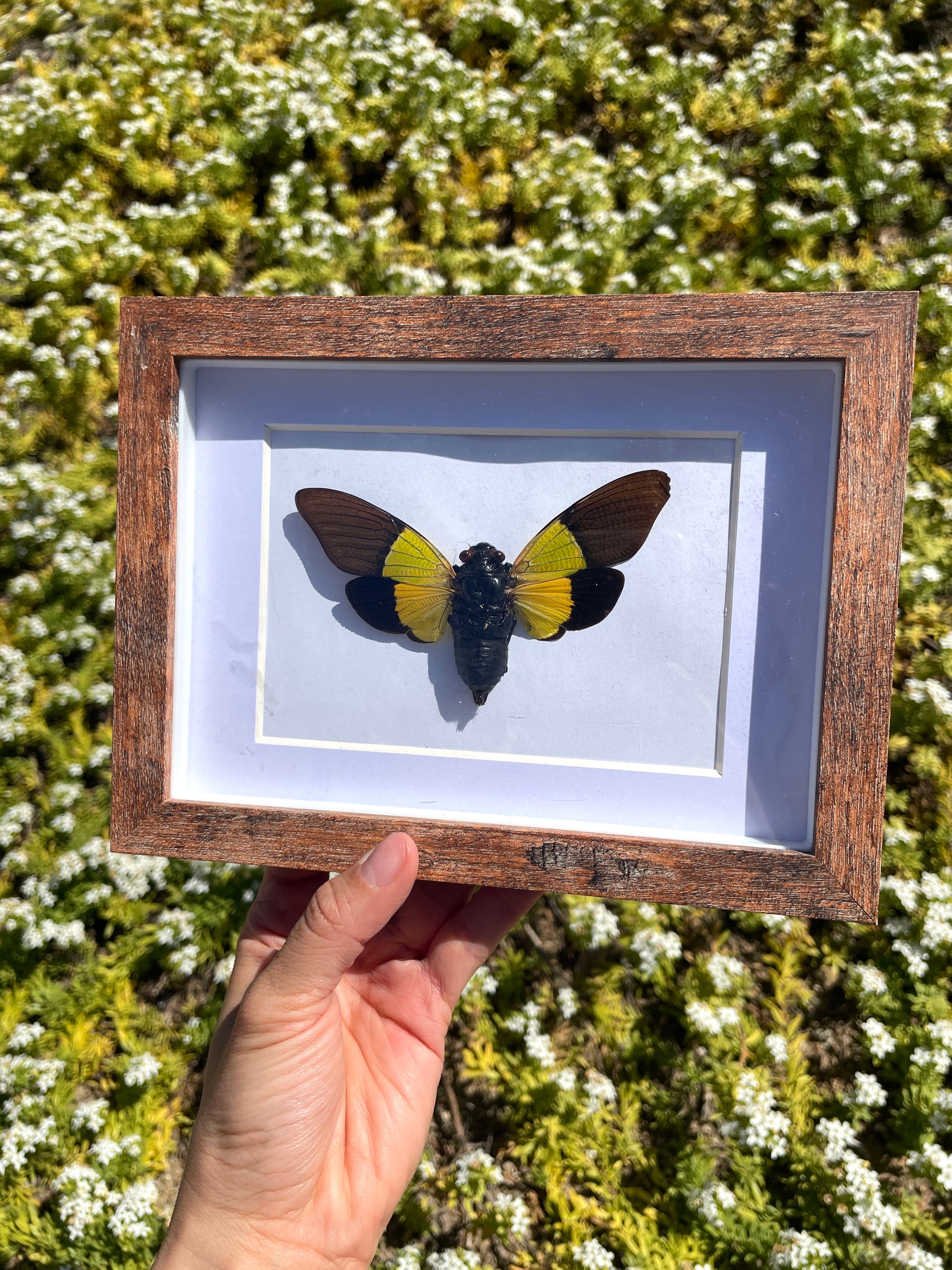 green cicada shadow box