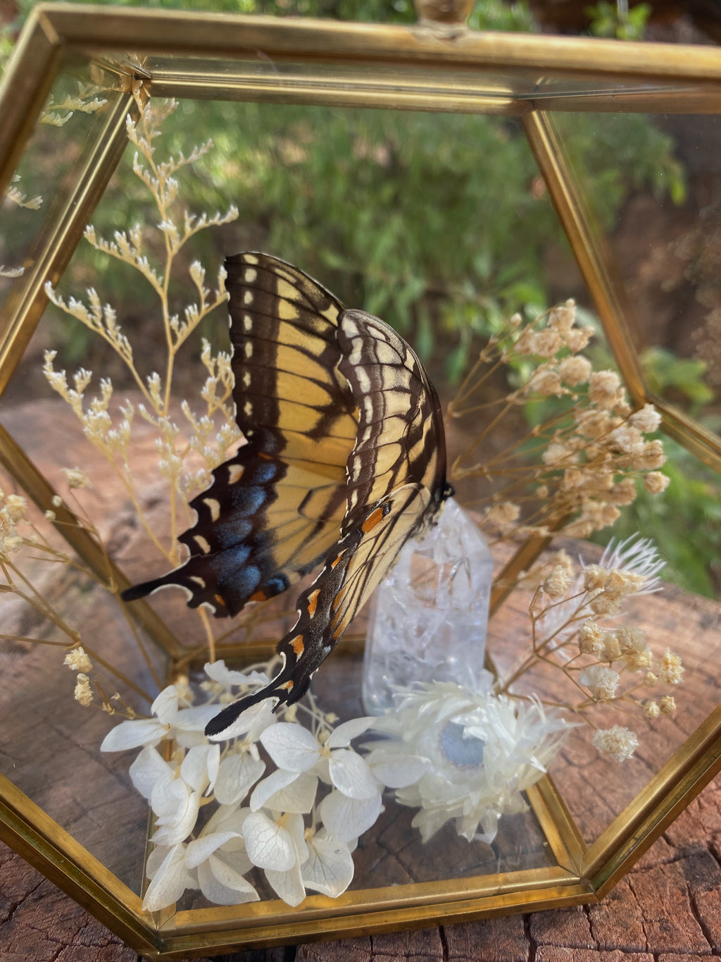 preserved eastern tiger swallowtail display