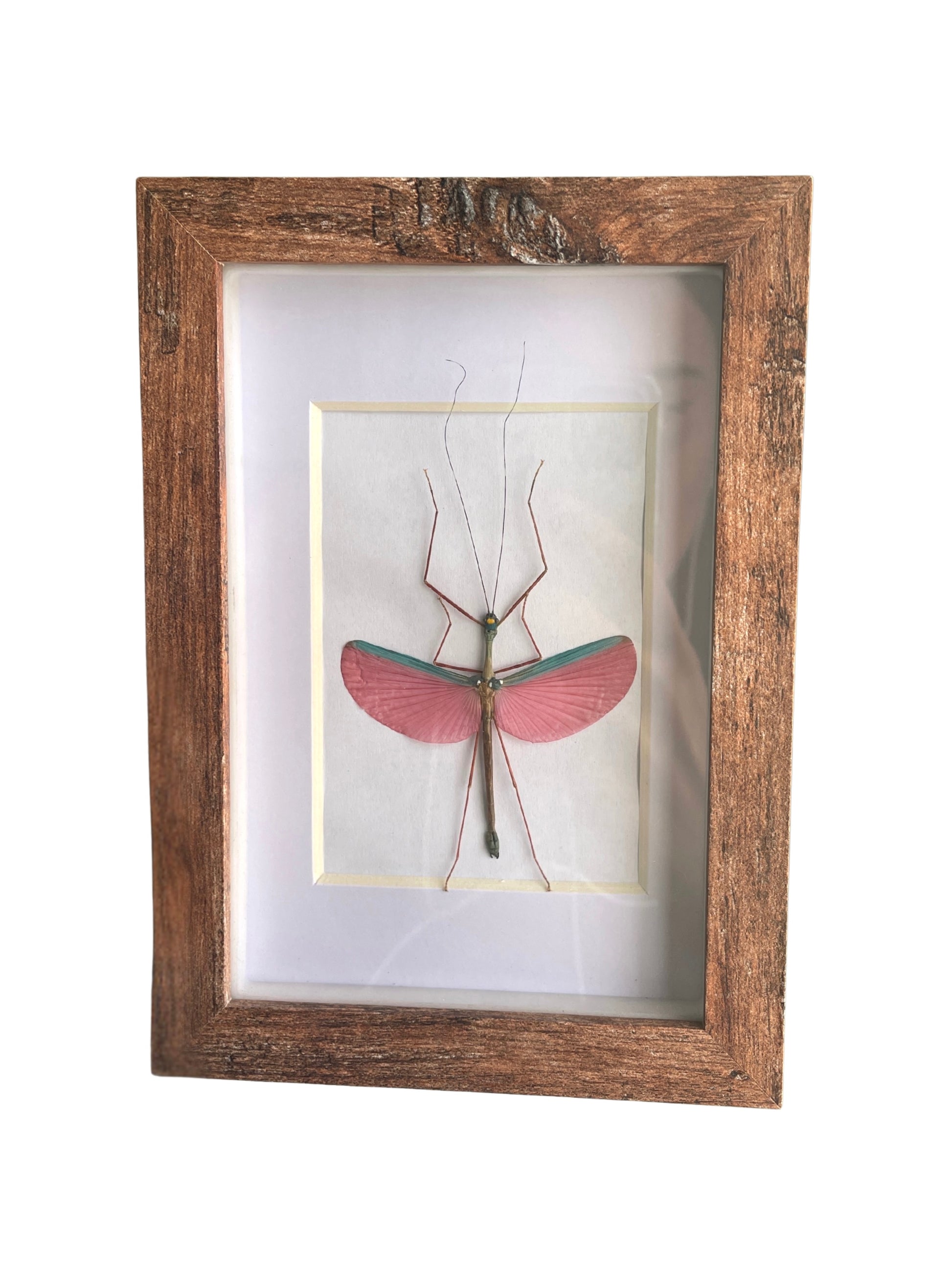 pink winged stick insect shadow box frame