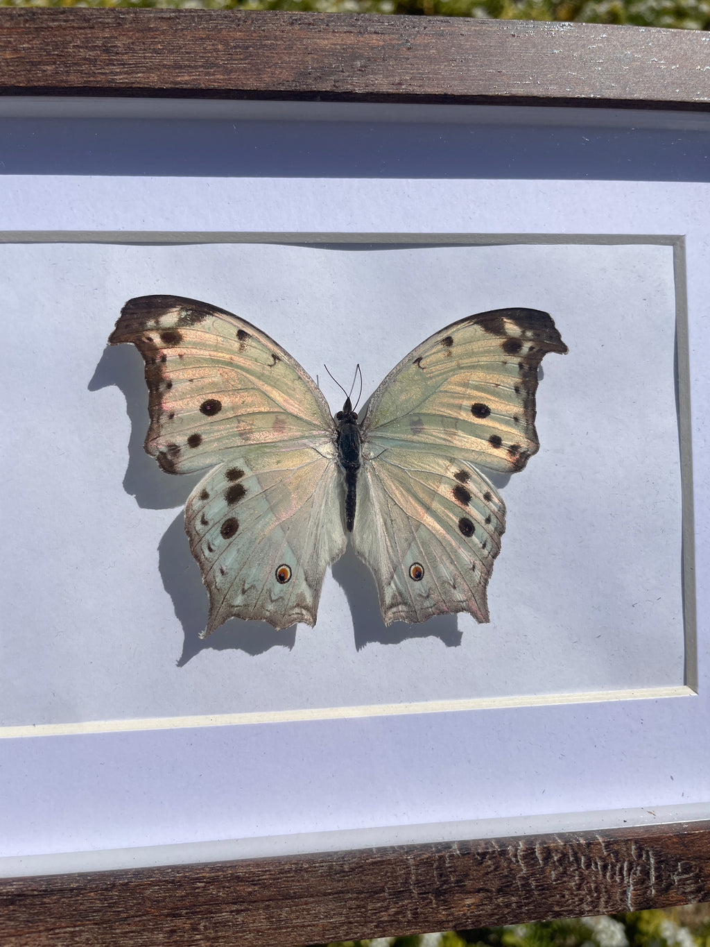 forest mother of pearl shadow box