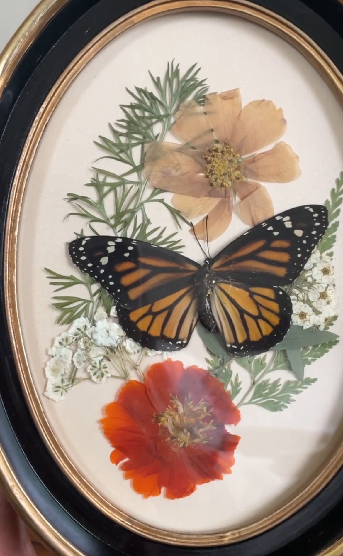 monarch vintage frame