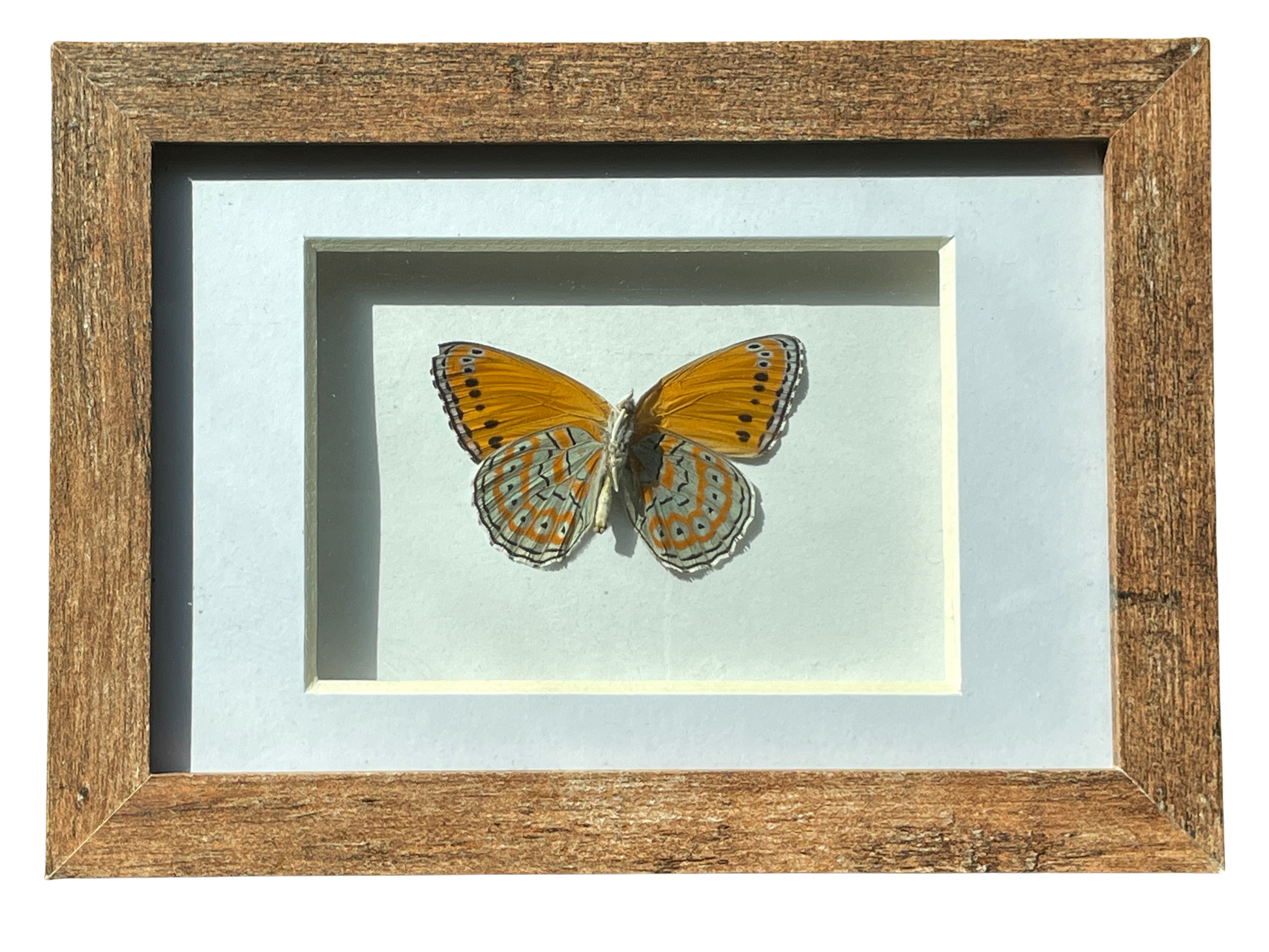 meadow wanderer butterfly shadow box frame
