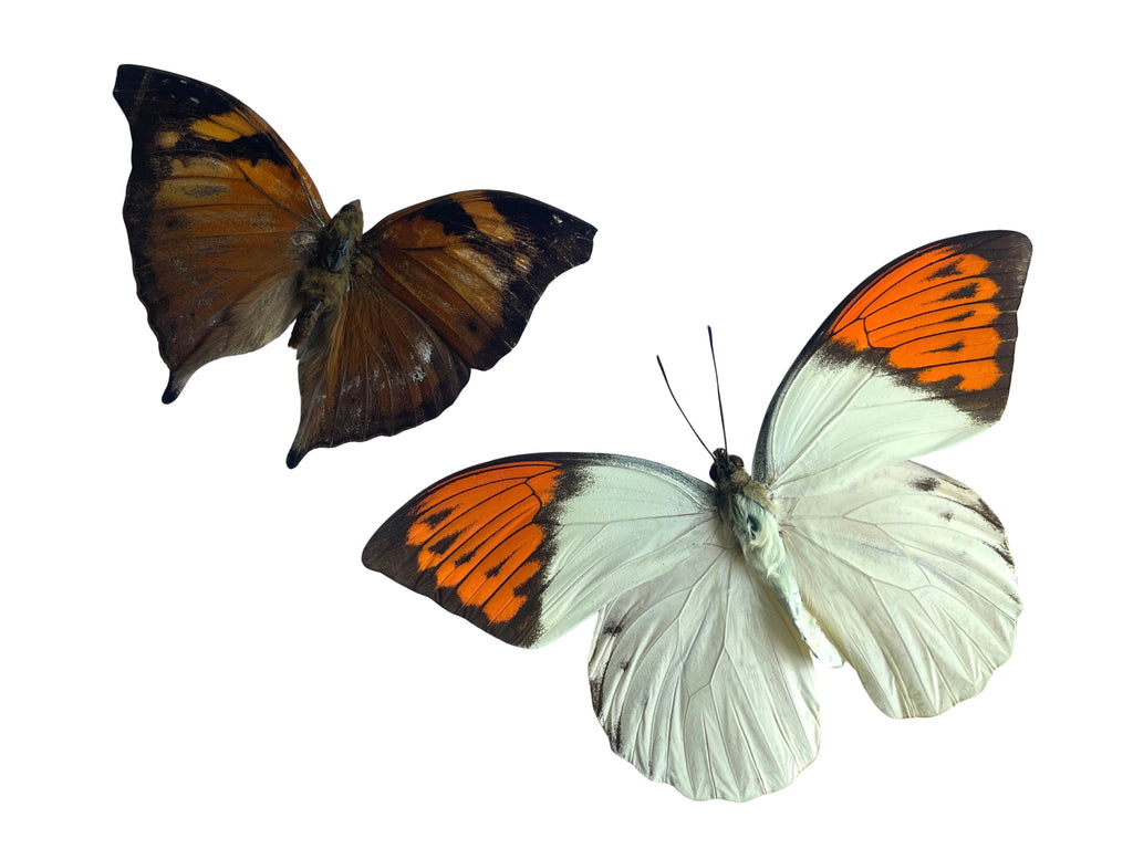 leafwing & great orange tip butterfly shadow box
