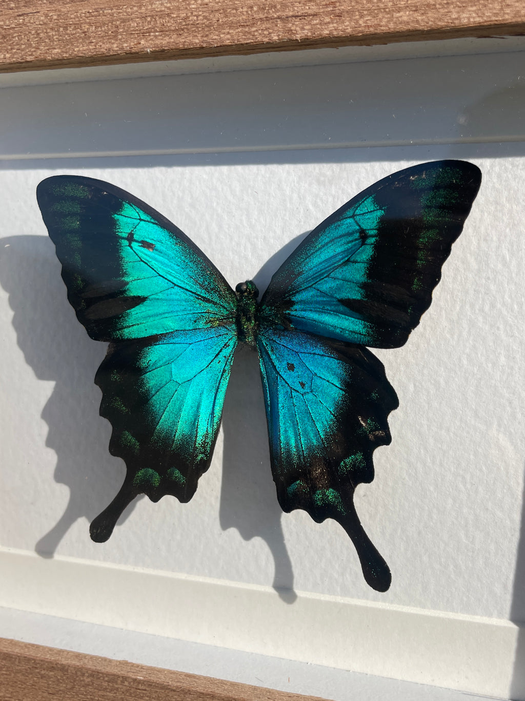 papilio lorquinianus albertisi shadow box