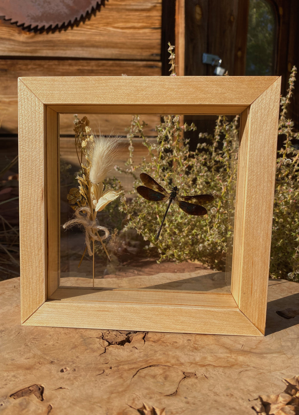 euphaea variegata - damselfly in maple double glass frame