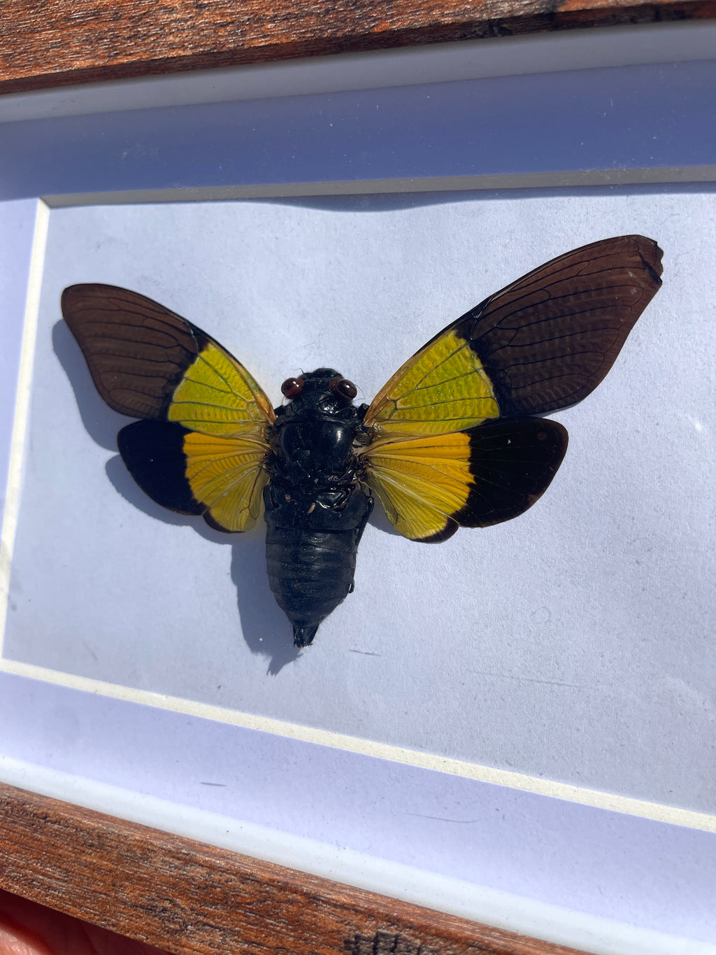 green cicada shadow box