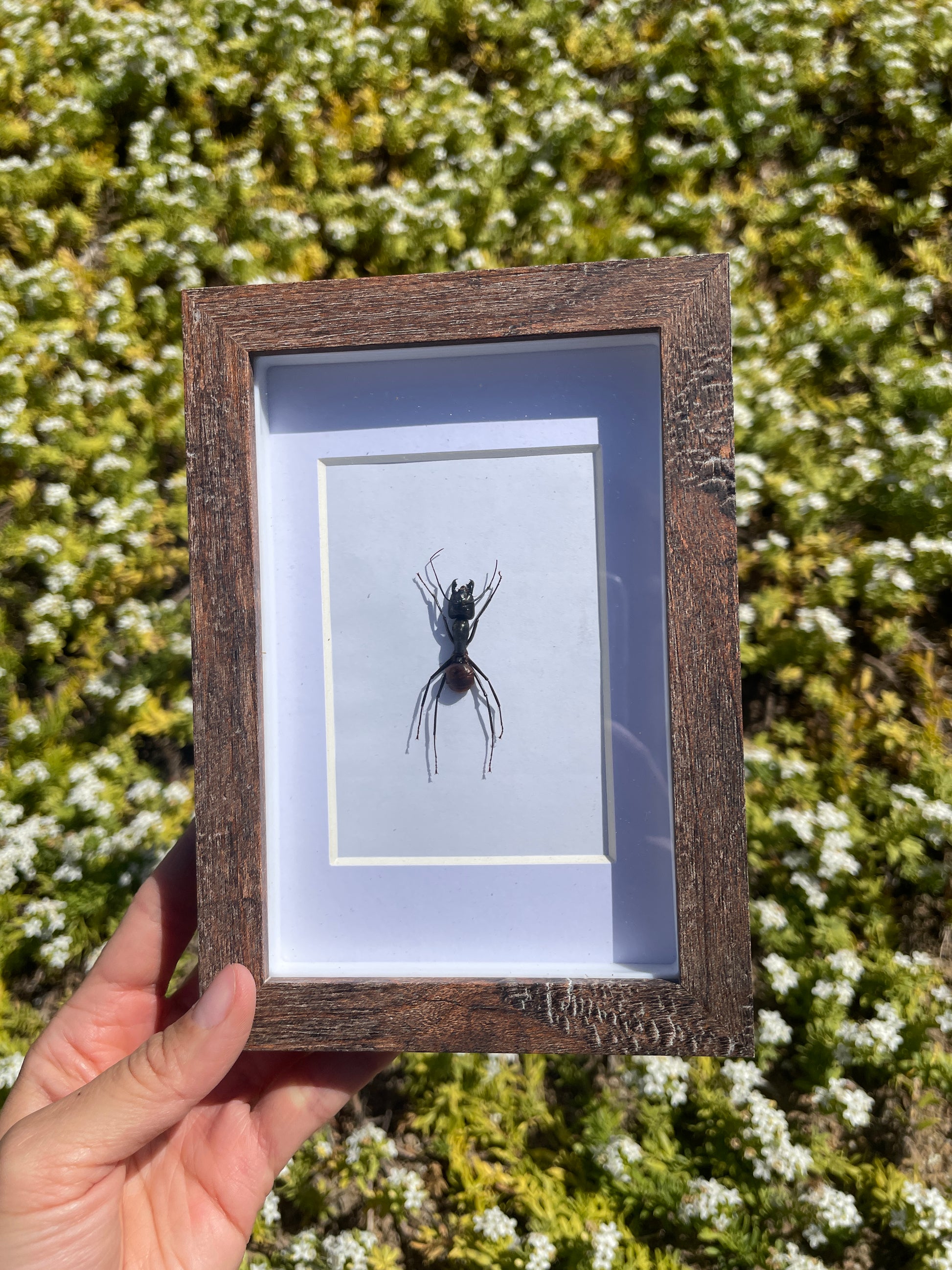 asian giant wood ant