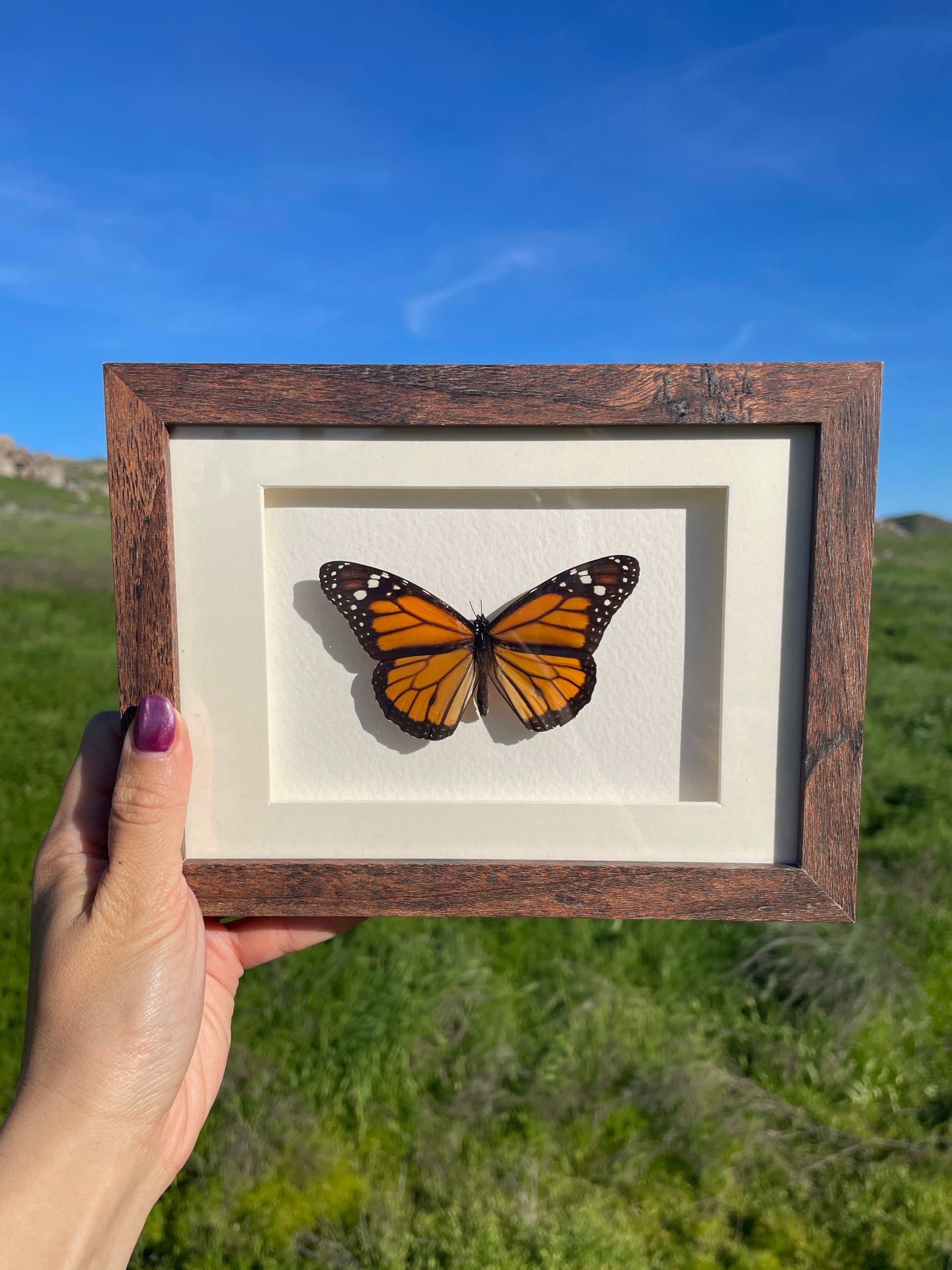 monarch shadow box
