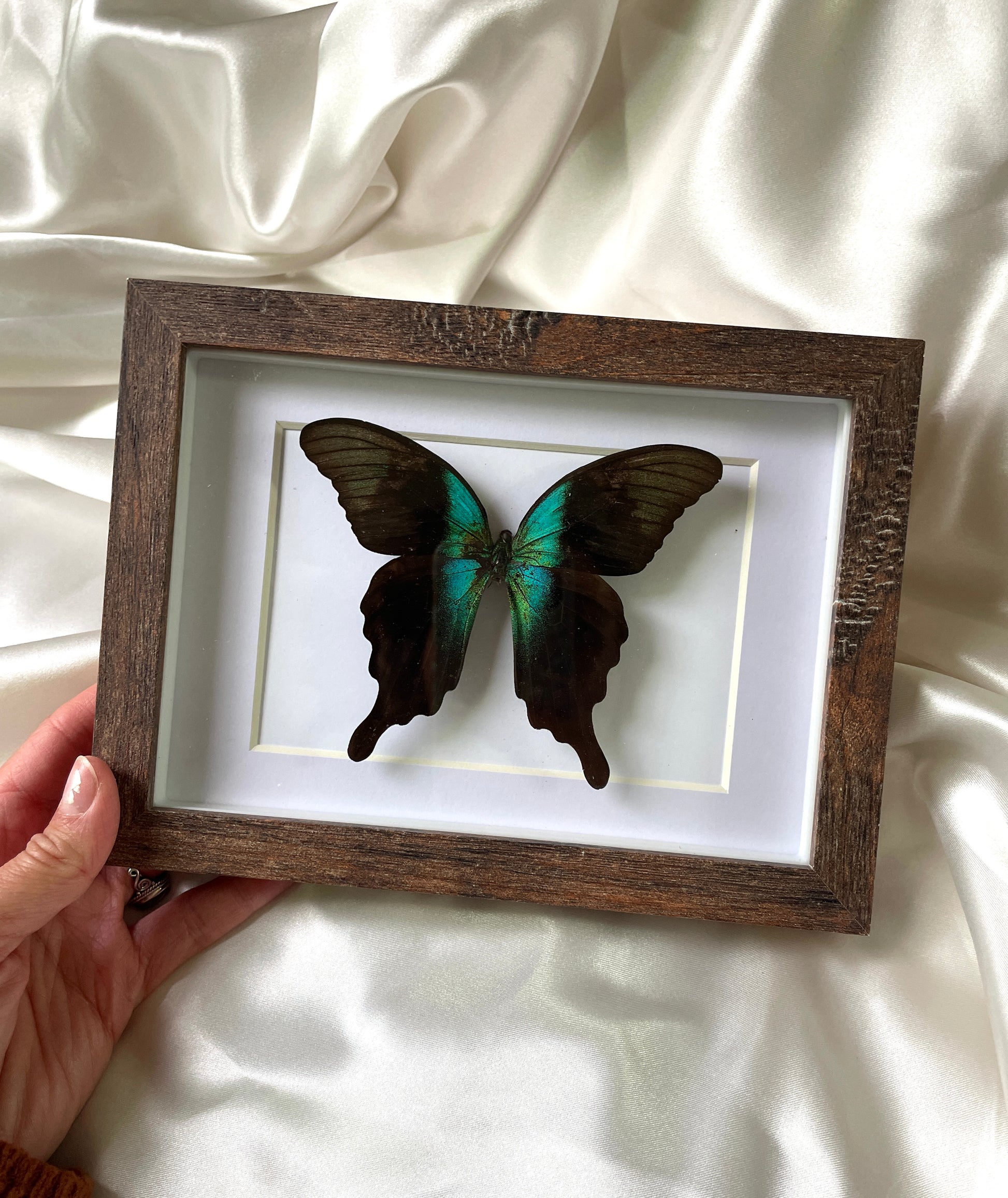 peranthus swallowtail shadow box frame