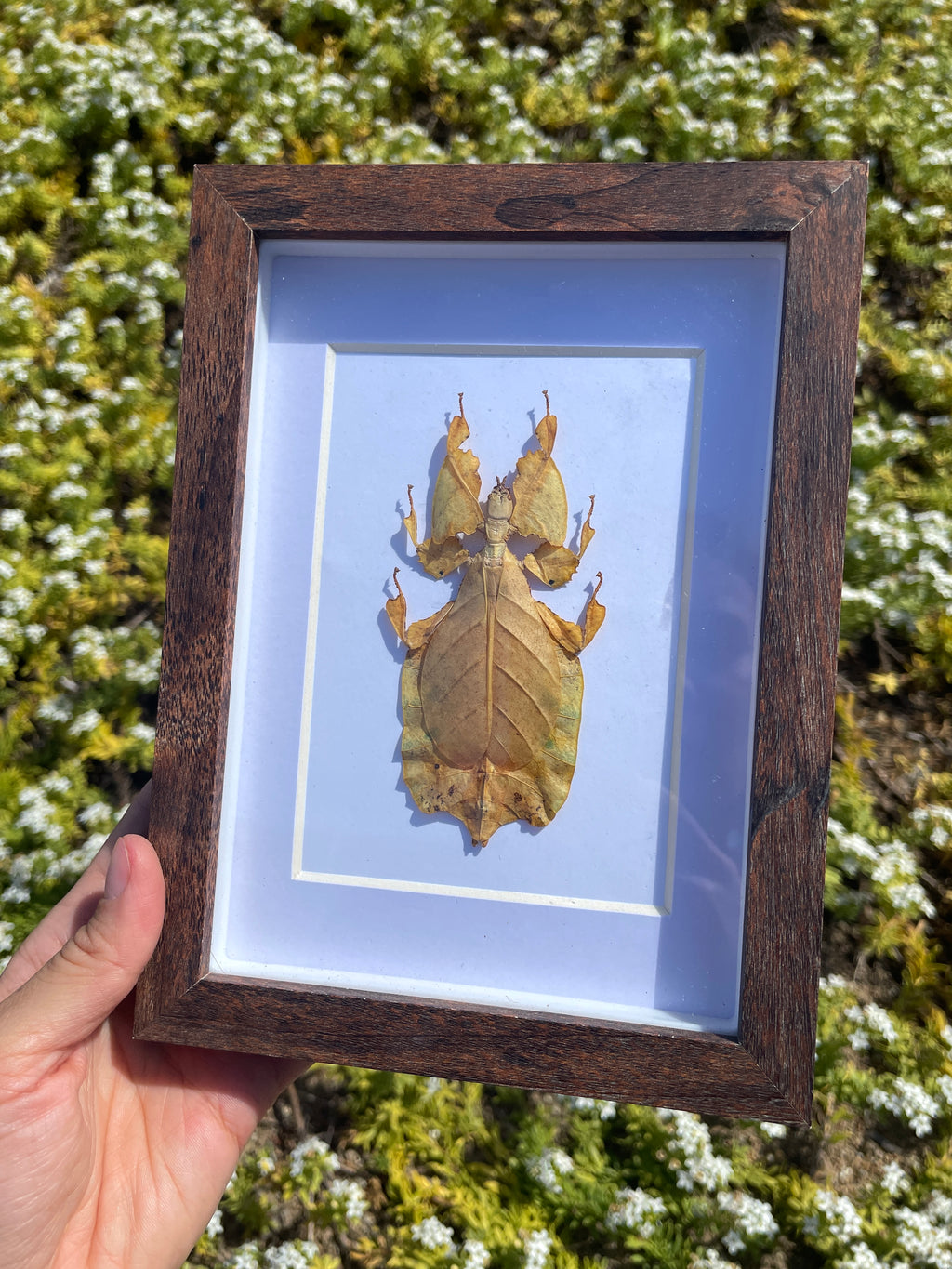 yellow stick insect shadow box