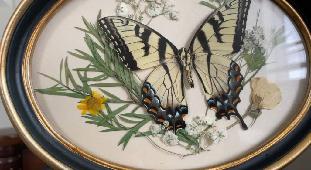 eastern tiger swallowtail vintage frame