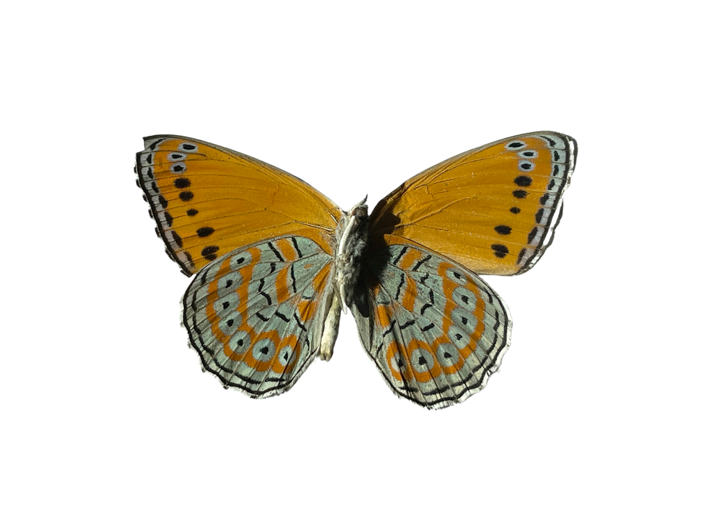meadow wanderer butterfly shadow box frame