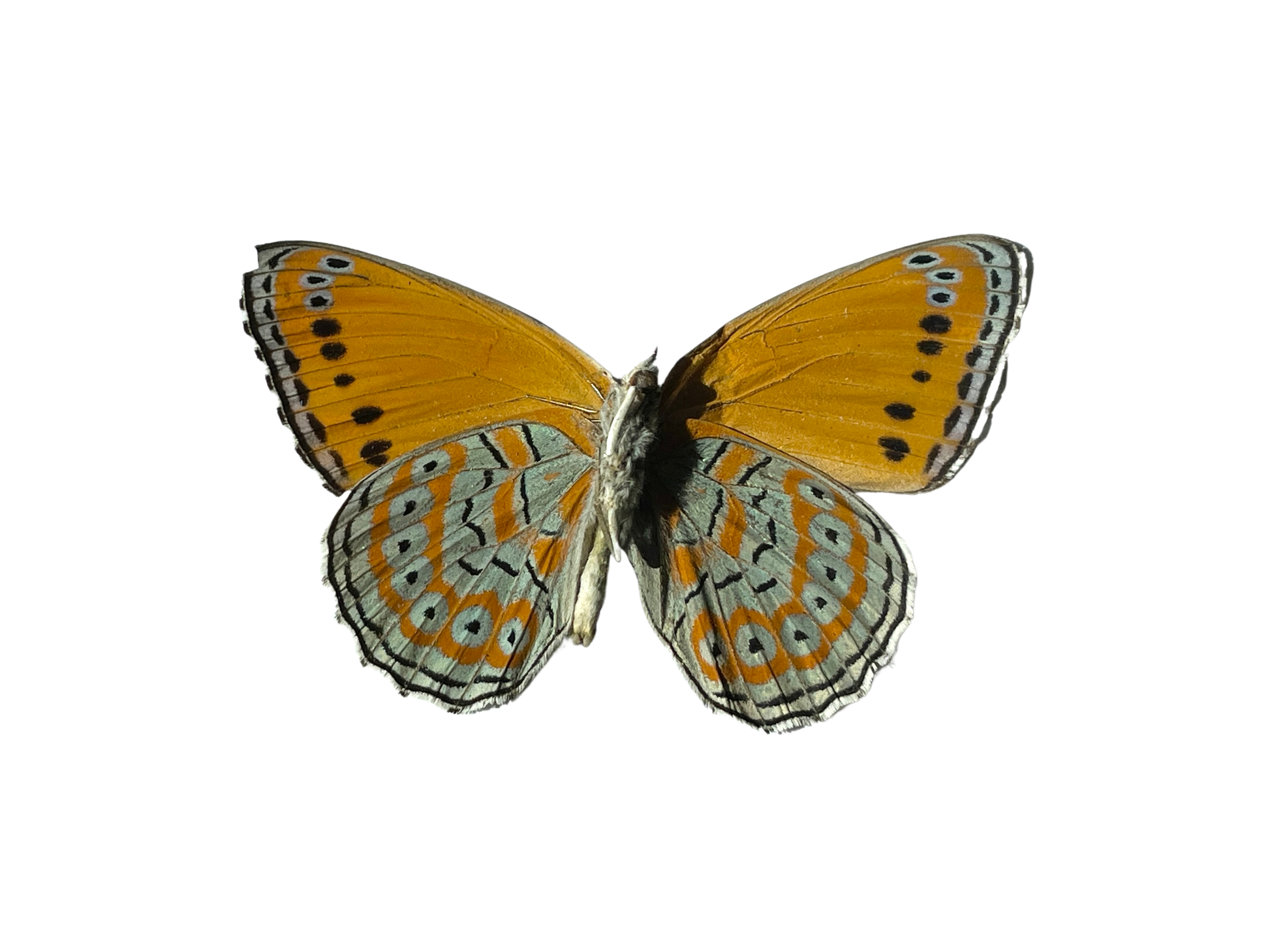 meadow wanderer butterfly shadow box frame