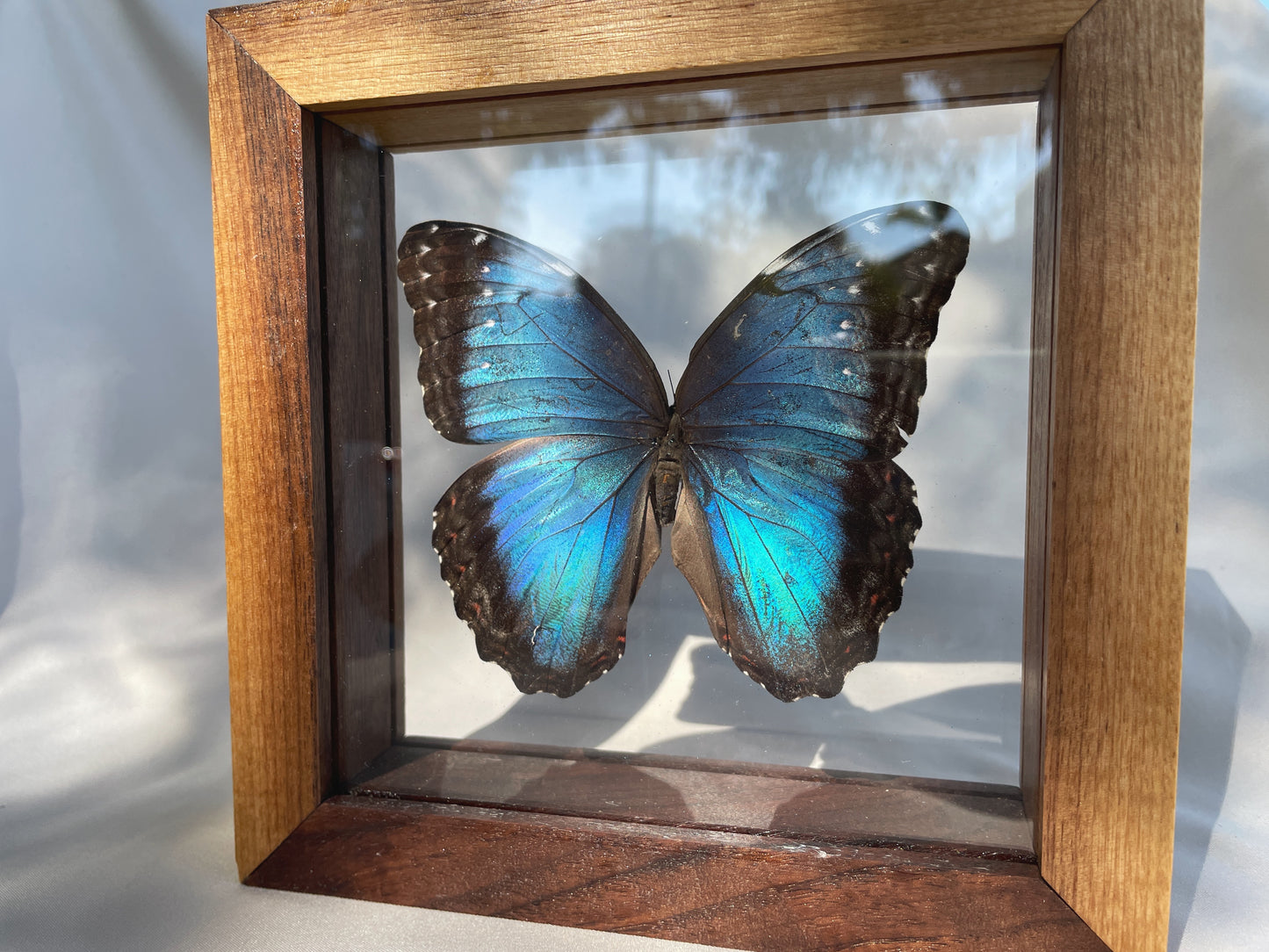 peleides blue morpho butterfly