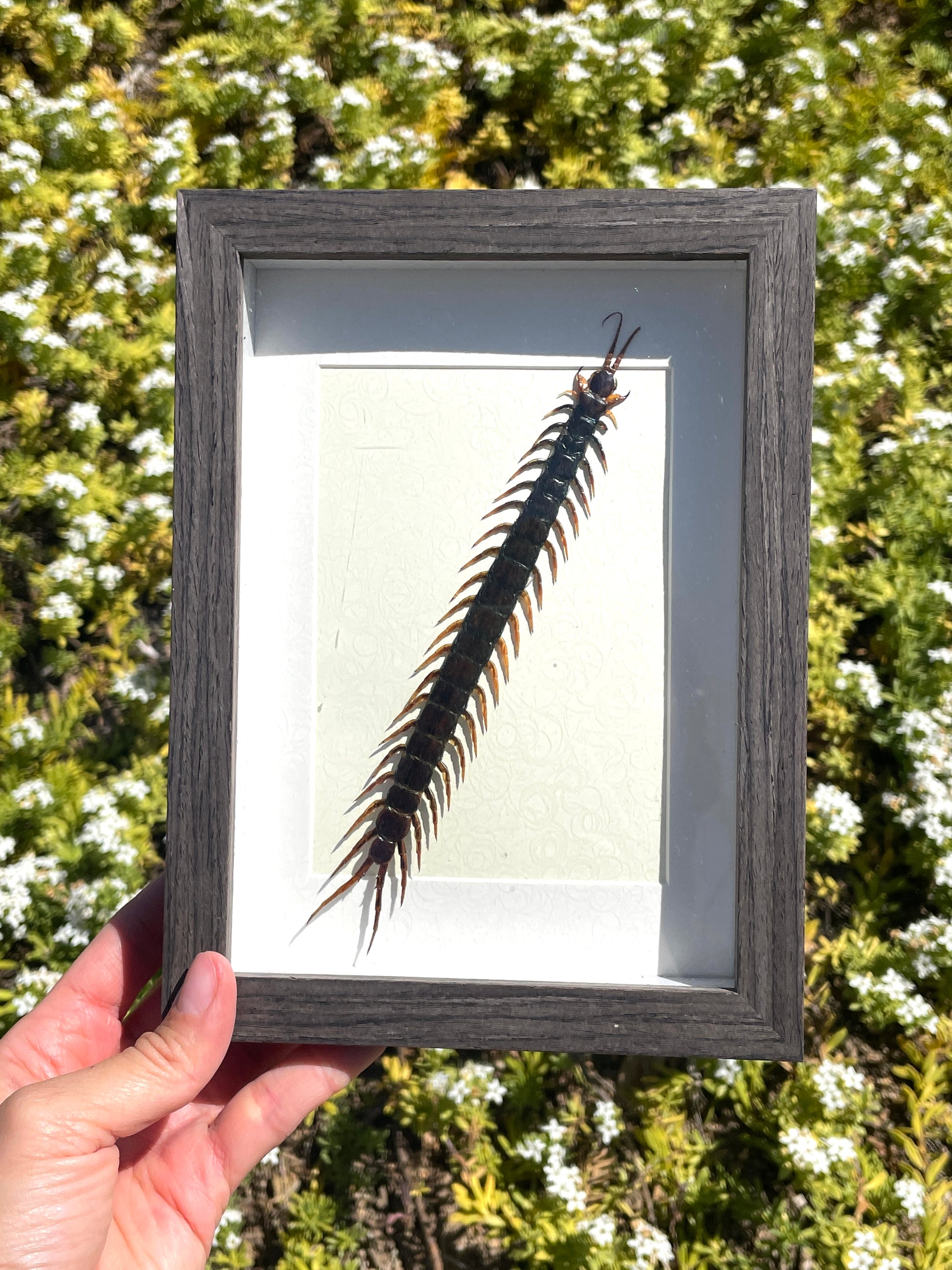 java centipede shadow box