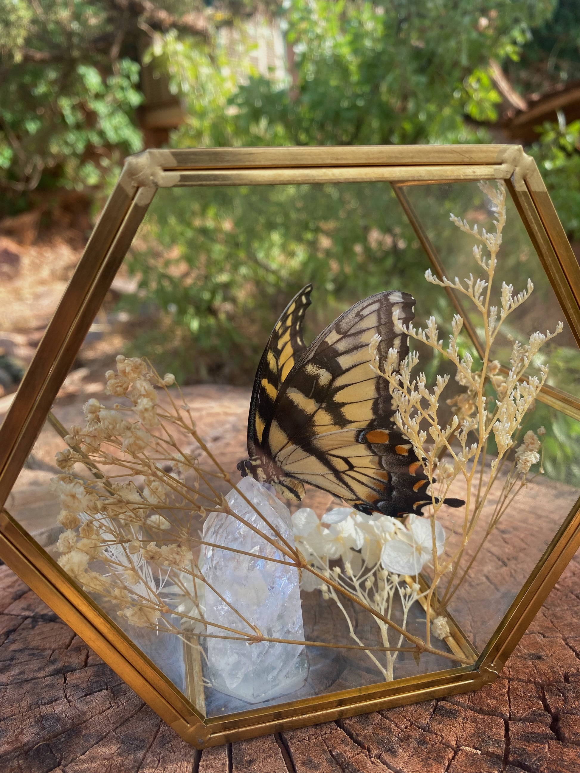 preserved eastern tiger swallowtail display