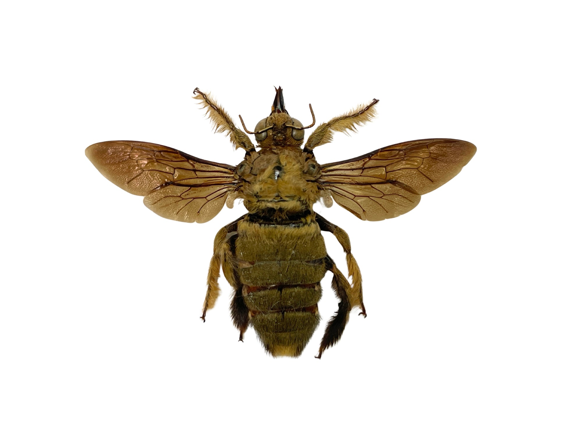 valley carpenter bee shadow box frame