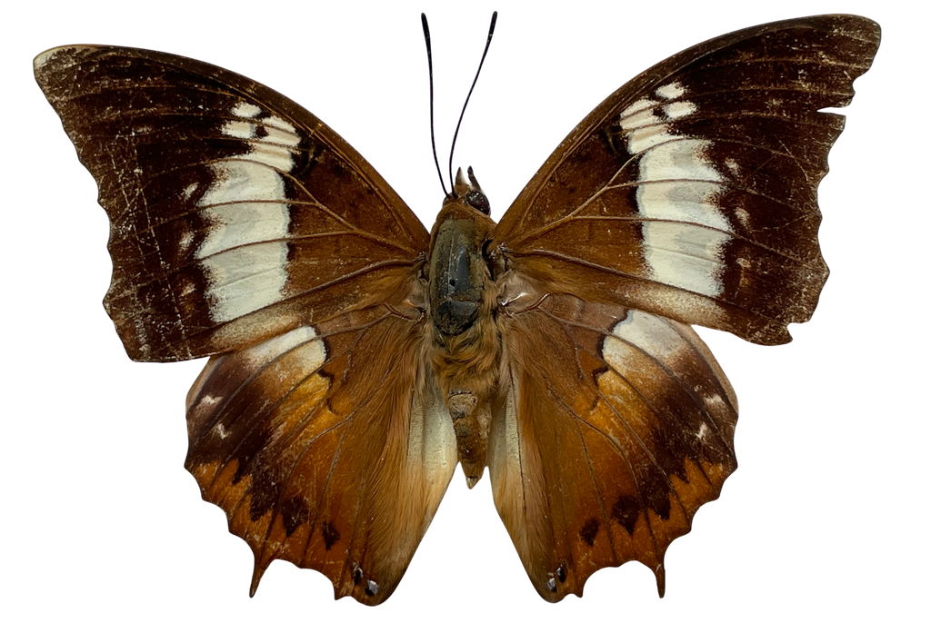 tawny rajah butterfly shadow box frame